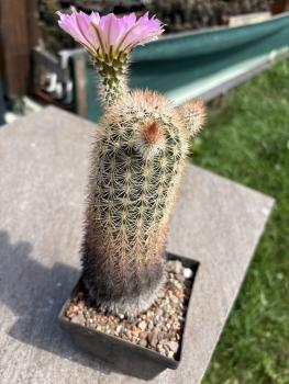 Preview: Echinocereus websterianus